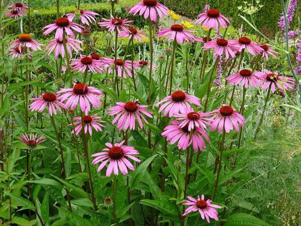 échinacée dans le jardin