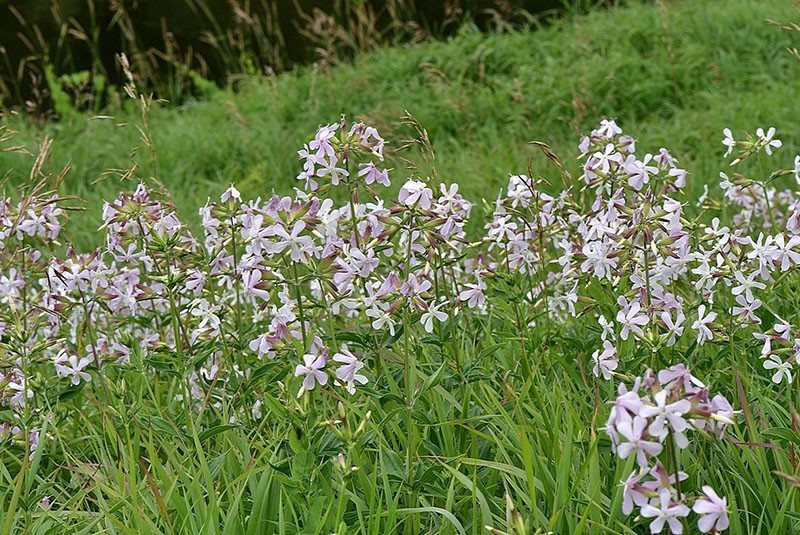 saponaire dans le pré