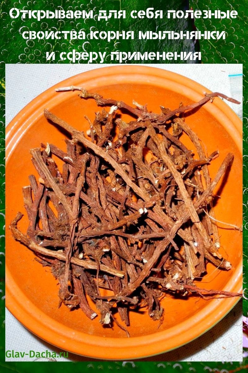propiedades útiles de la raíz de hierba de jabón