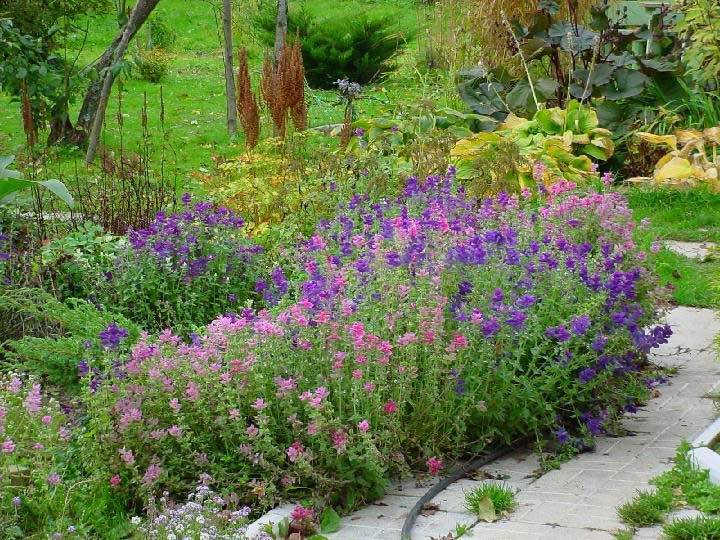 salvia en el jardín