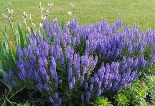 cómo cultivar salvia