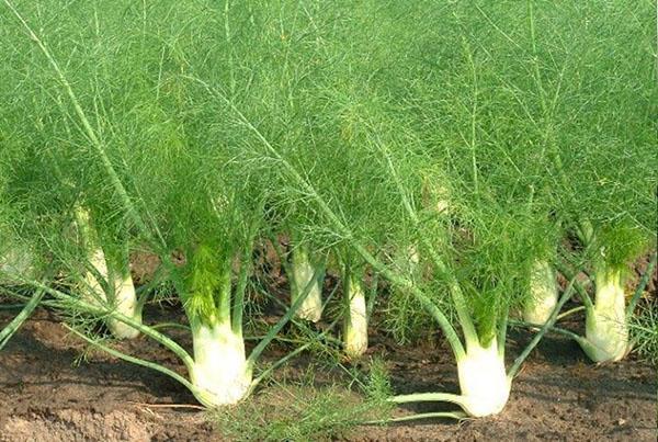 fenouil au jardin