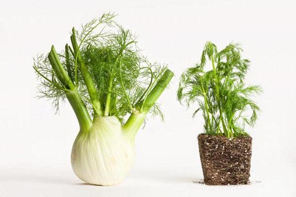la différence entre le fenouil et l'aneth