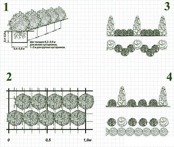 esquemas de plantación de setos