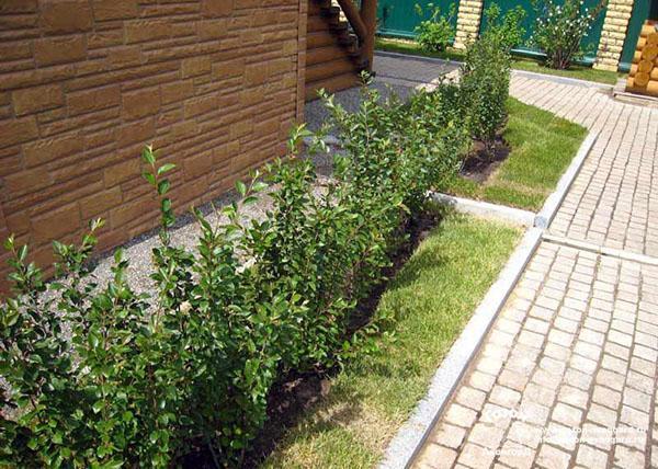 plantando un cotoneaster brillante a lo largo de la casa