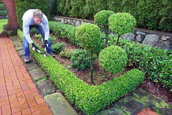 cuidado de cotoneaster