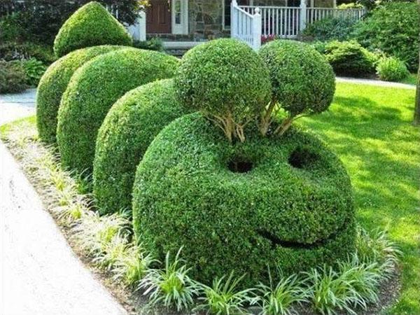 la formation d'une haie à partir d'un cotonéaster brillant