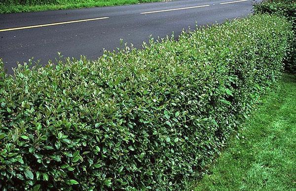 cotoneaster brillant le long de la route