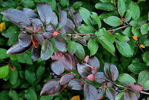 hermoso follaje cotoneaster brillante