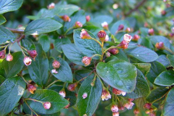 floración cotoneaster brillante