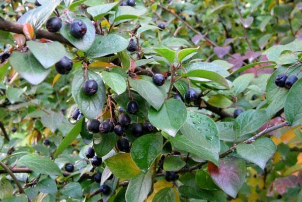 los frutos del brillante cotoneaster