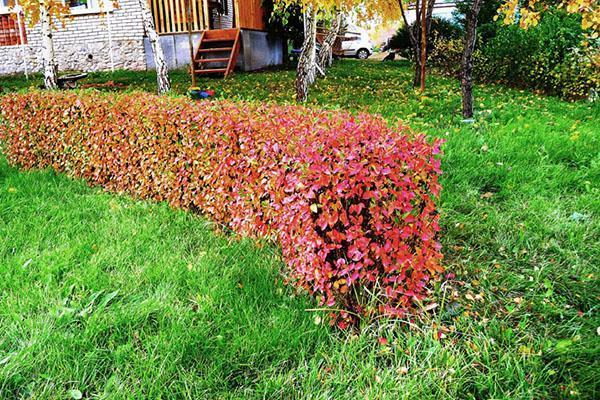 Seto de cotoneaster brillando en otoño