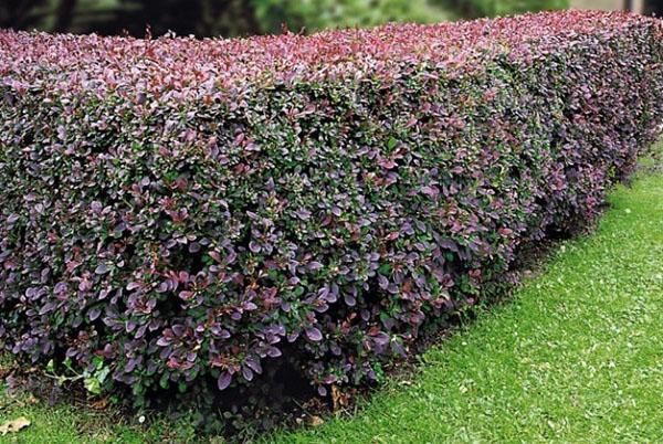 haie taillée du brillant cotonéaster