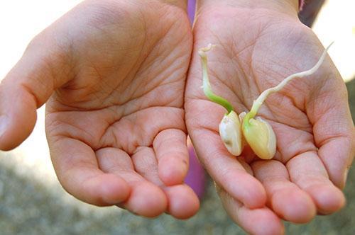 Semillas de frijoles de mantequilla germinados