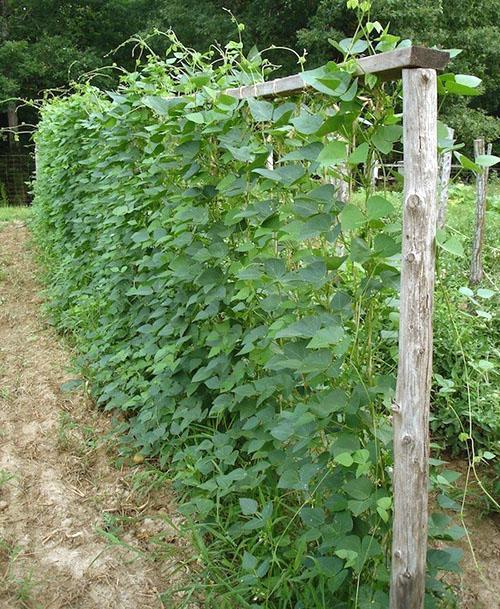 Variedad de frijol rizado sobre soportes