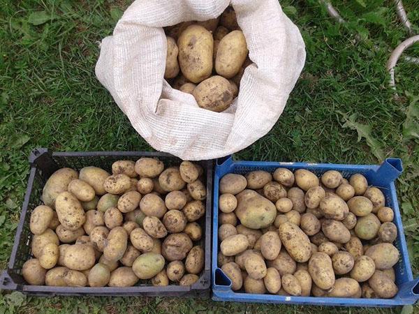 Gala récolte de pommes de terre