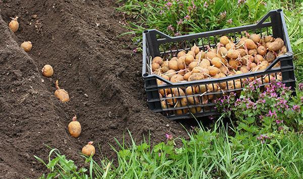 planter des pommes de terre Gala