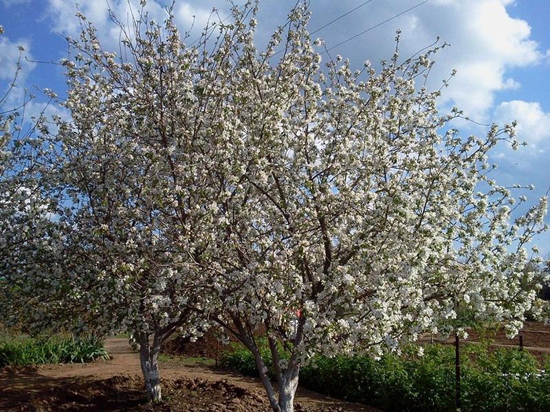 flores de manzano