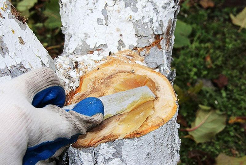 soins après la taille du pommier