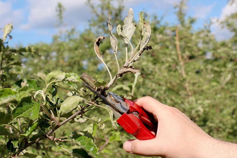 poda de manzana