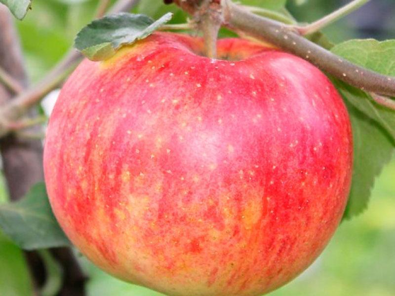pomme rayée d'automne