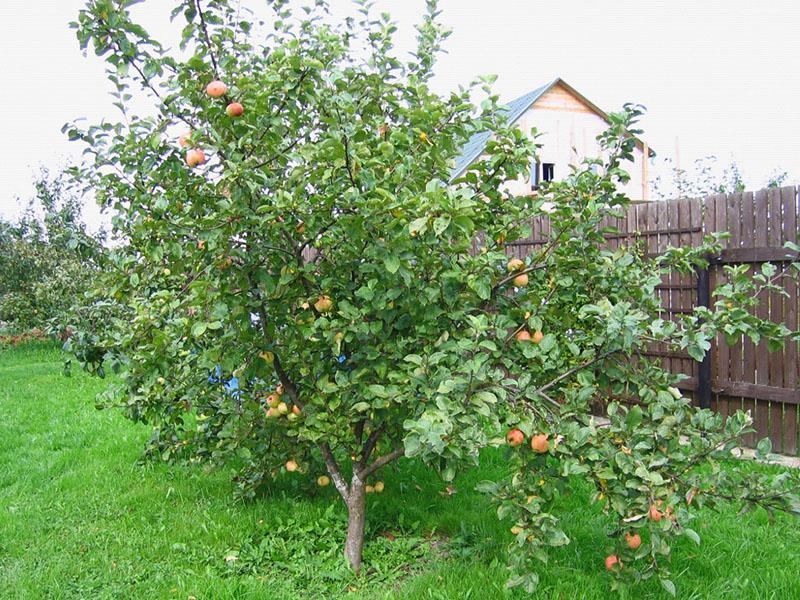 variedad de manzana Shtrifel en el sitio