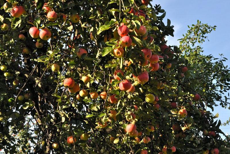 fructification abondante du pommier