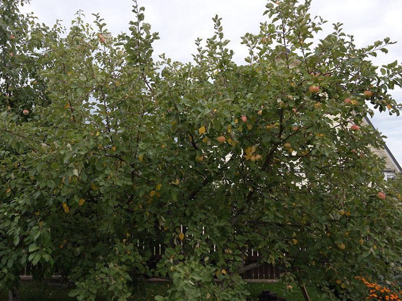 la variété est résistante aux fortes gelées