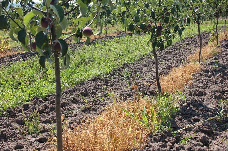 huerto de manzanas