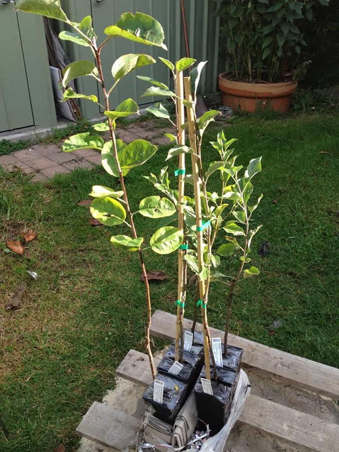 planter un plant de pommier
