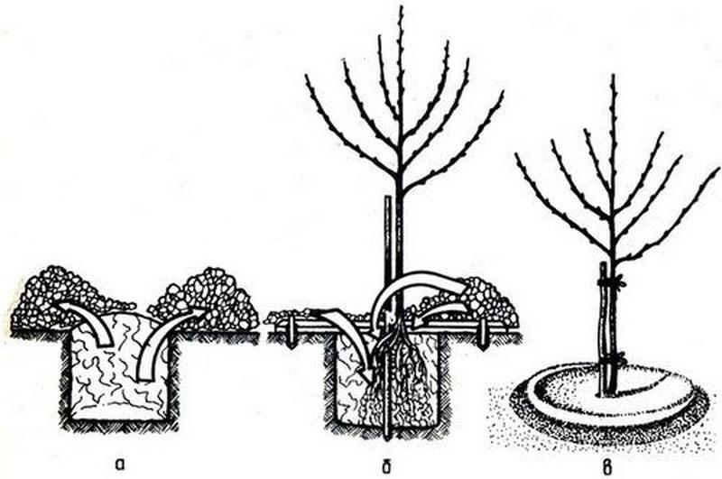 etapas de plantación de variedades de manzana.