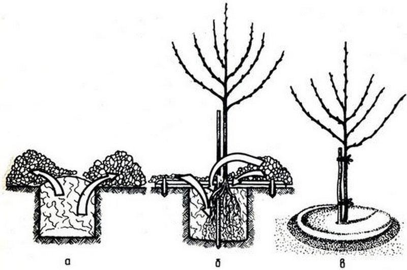 étapes de la plantation des variétés de pommes