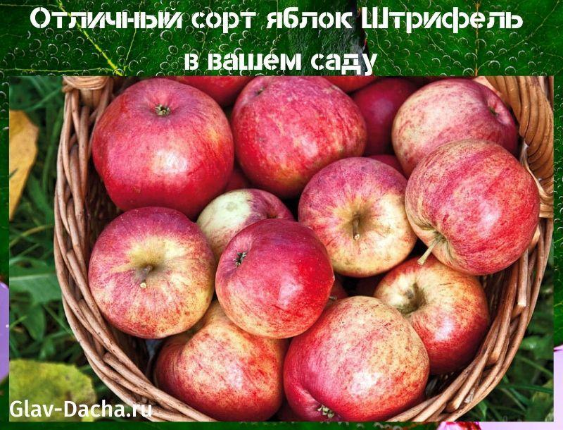variedad de manzana