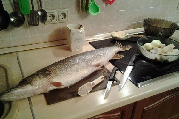 préparer le brochet pour la cuisson