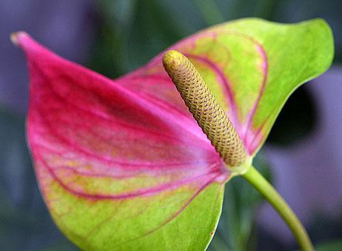 Inflorescence hybride