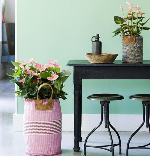 Pequeñas plantas de interior con flores rosas.