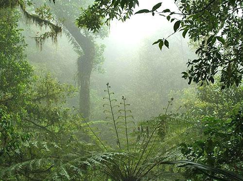 El lugar de nacimiento del anthurium es América del Sur.