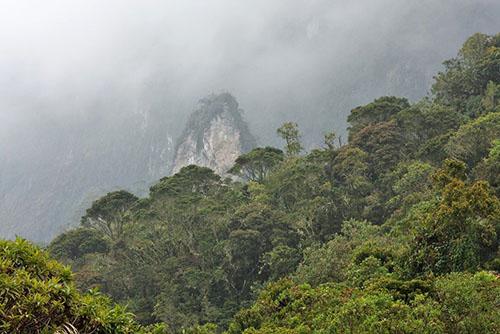 La gama de anturios se extiende desde México hasta Paraguay.