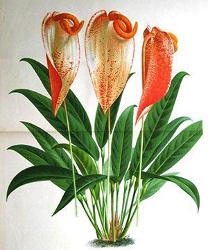 Anthurium acherizerianum