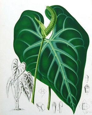 La structure de l'anthurium végétal