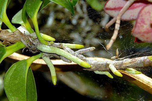 Anthurium amnicola crece en rocas costeras