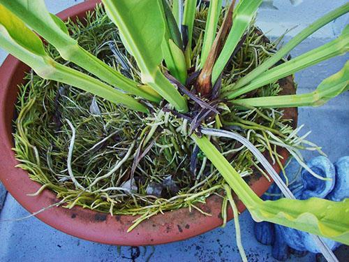 La formation de racines aériennes dans l'anthurium