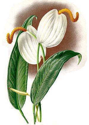 La inflorescencia de Anthurium consiste en mazorcas y brácteas.