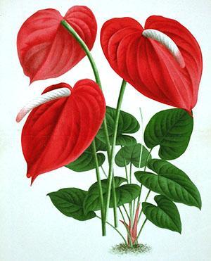 L'anthurium appartient à la famille des aroïdes