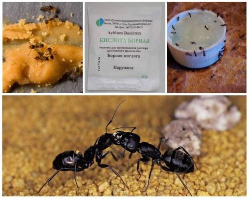 poison à l'acide borique pour les fourmis