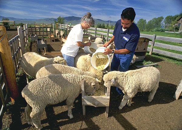 Nourrir les moutons