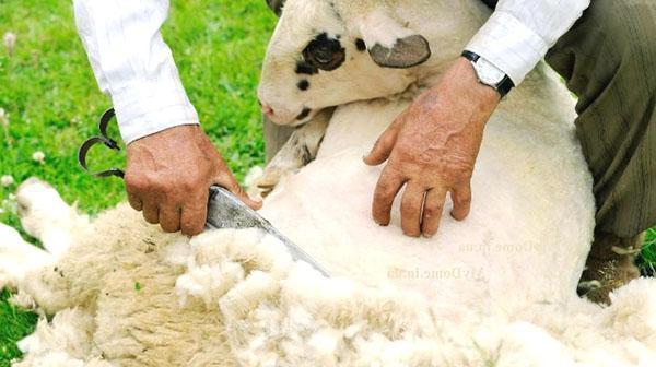 La tonte des moutons de printemps