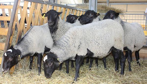 Moutons dans la cour