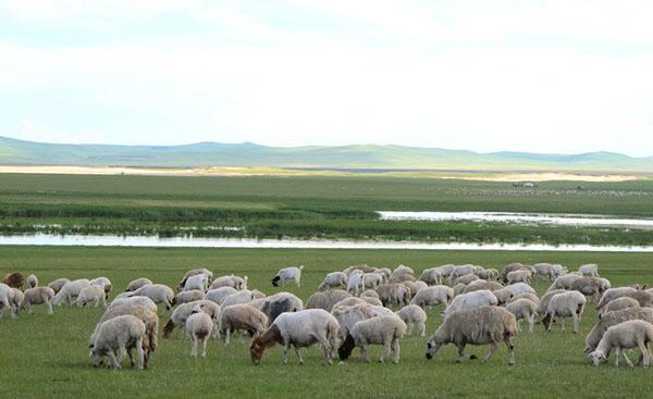 Pour le développement d'une entreprise d'élevage de moutons, il est nécessaire d'avoir des lieux pour le pâturage du troupeau