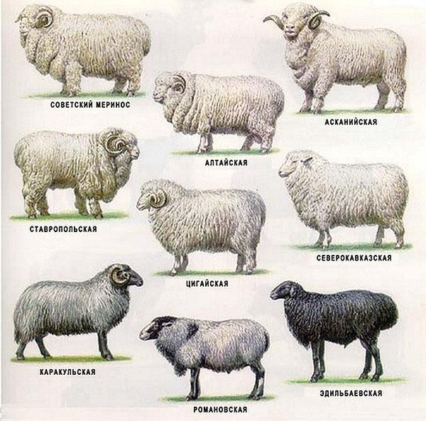 Races de moutons pour l'élevage à domicile